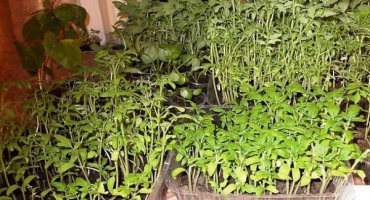 Jak správně potápět rajčata, pokud jsou sazenice protáhlé